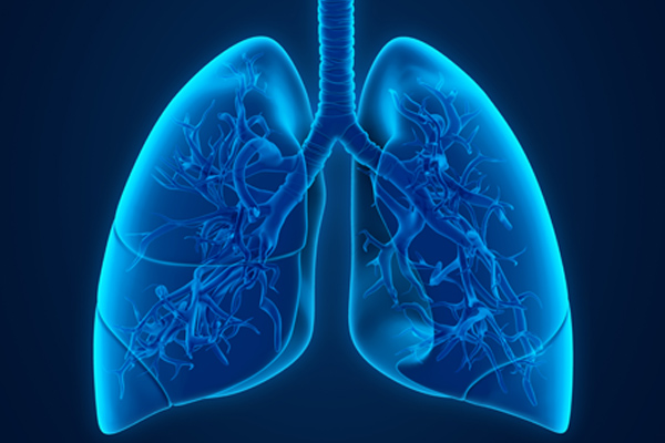 Lungs in 3d rendering